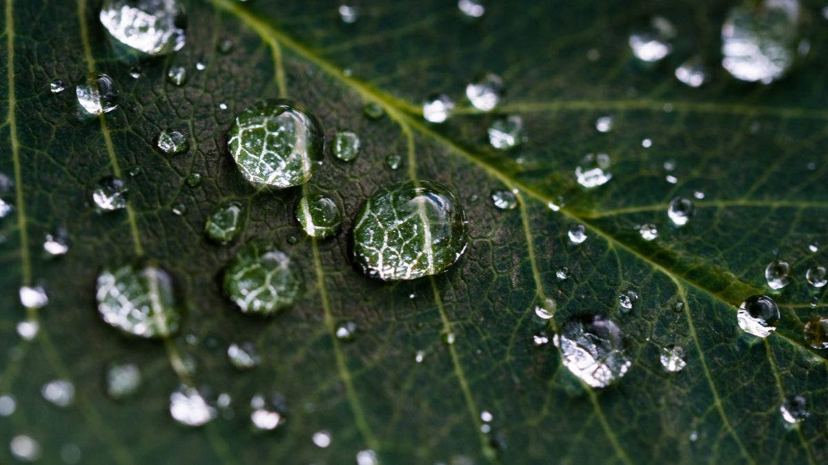 image of leaf with little drops of water